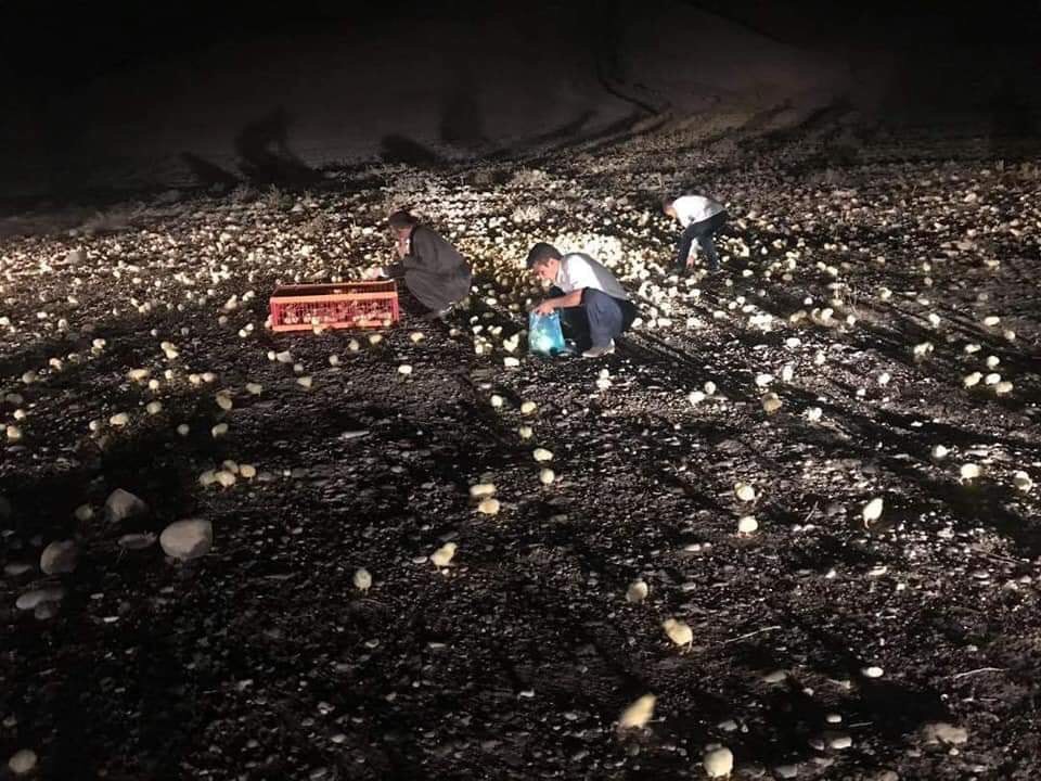 Thousands of chicks seen on the Sulaimani - Kalar road. People tried to collect them and bring them safety. (Photo: Social Media)