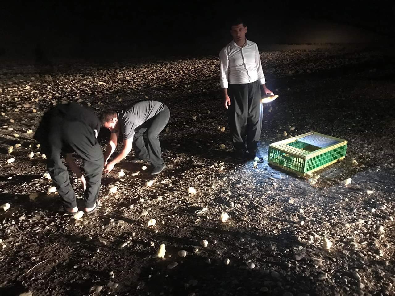 Local residents gather dozens of chicks running on the road. (Photo: Social Media)