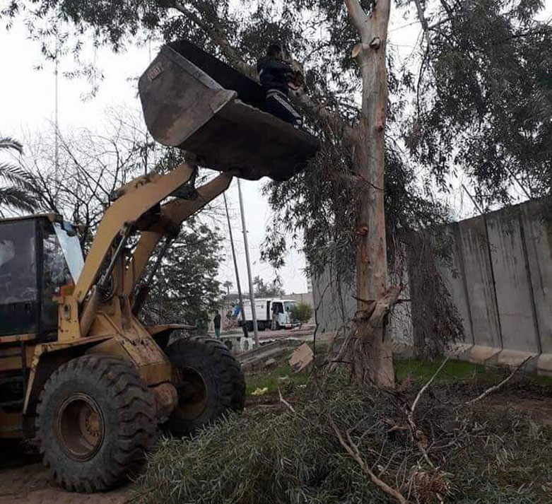 A municipal worker prunes a tree in Baghdad’s Green Zone. (Photo: Baghdad Municipality)