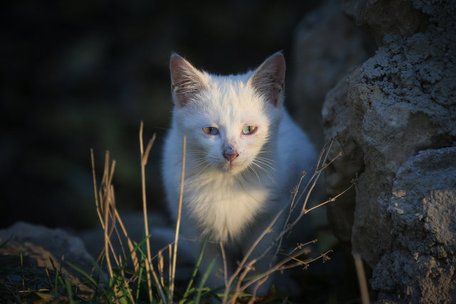 Kitten with each eye double-colored found in Kurdish Wan province