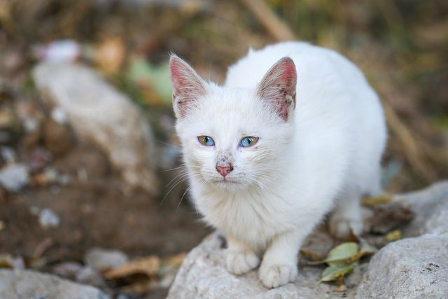 Kitten With Each Eye Double-colored Found In Kurdish Wan Province