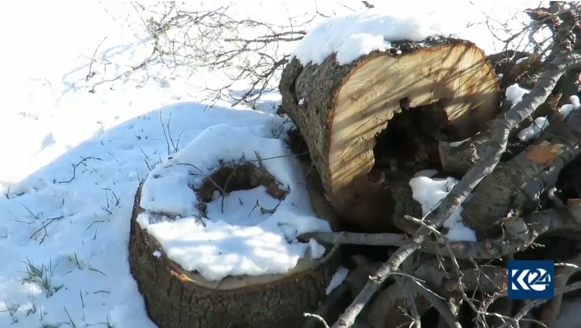 بازرگانى به‌ داره‌وه‌ خه‌ريكه‌ دارستانه‌كانى زاگرۆس له‌ بن ده‌هێنێت