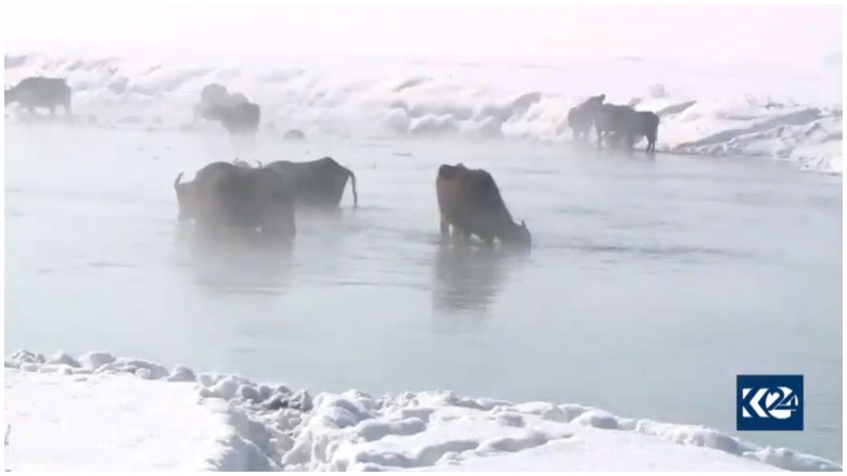Li gundê Xûnî gamêş di sermê de di avê de tên çêrandin