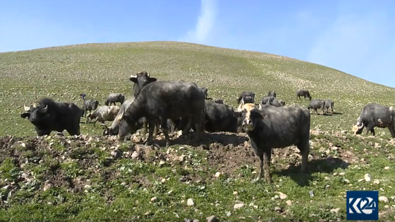 ئاژەڵدارانی ھەرێمی كوردستان روو دەكەنە بەخێوكردنی گامێش 