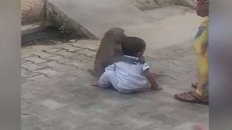 به‌ ڤیدیۆ.. مه‌یموونێك ده‌ست به‌سه‌ر منداڵێكی 2 ساڵیدا ده‌گرێت و ئاماده‌ نییه‌ بۆ دایكه‌كه‌‌ی بگه‌ڕێنێته‌وه‌