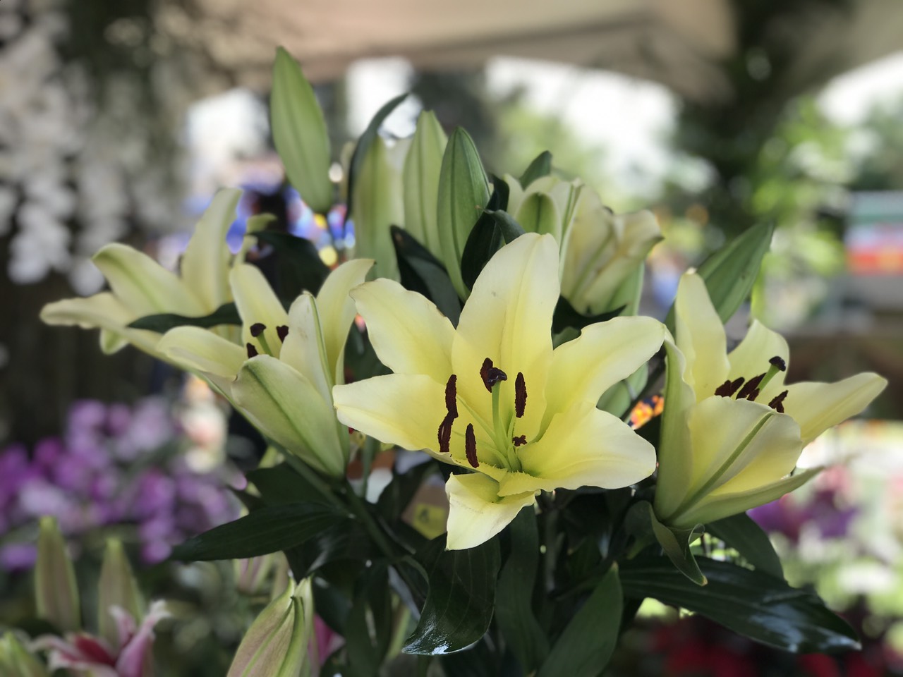 پێشانگای گوڵ لە ھەولێر كرایەوە