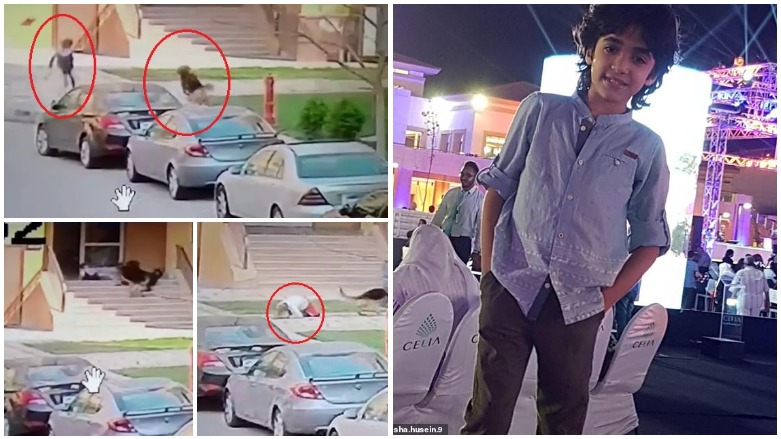 ژنێک منداڵێک لە دڕندەیی دوو سەگ رزگار دەکات