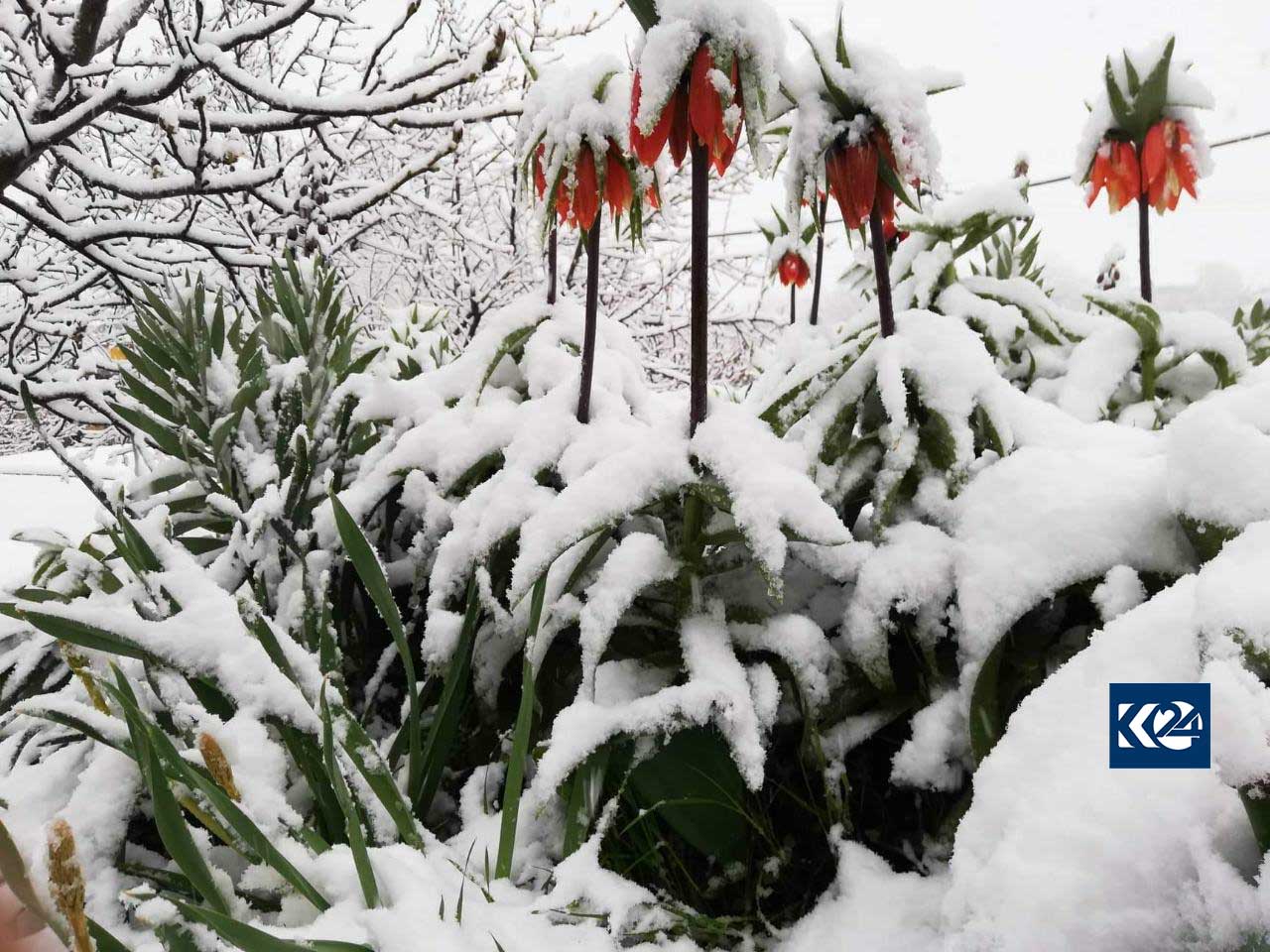 شەپۆلێكی بەفربارین چەند ناوچەیەكی ھەرێمی كوردستانی گرتەوە