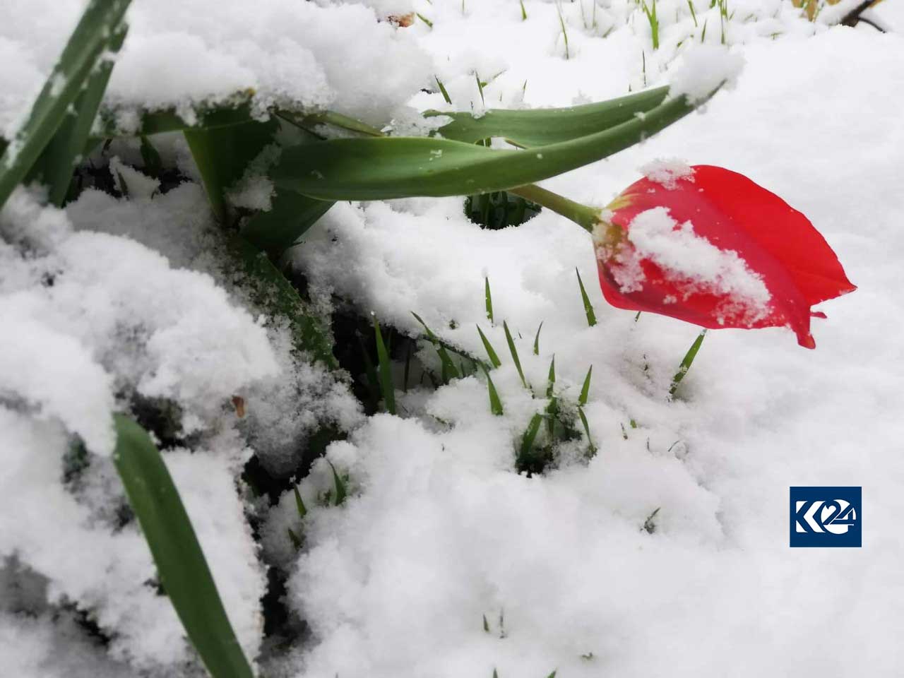 شەپۆلێكی بەفربارین چەند ناوچەیەكی ھەرێمی كوردستانی گرتەوە