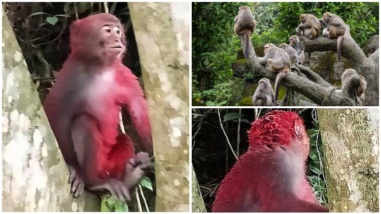 مەیموونێک لەبەر رەفتاری گەشتیارێک لە کۆمەڵەکەی دەردەکرێت