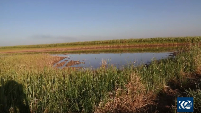 بارانی زۆر زیانی بە بەرھەمی گەنمی جوتیارانی رۆژئاوای كوردستان گەیاندووە