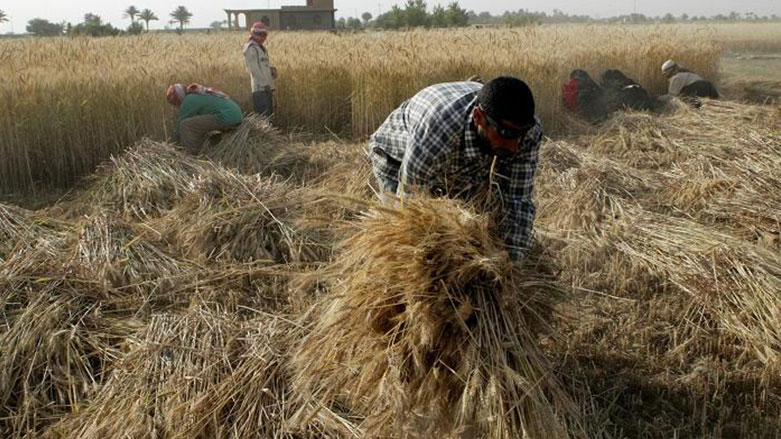 ئه‌مساڵ عێراق ژماره‌ی پێوانه‌یی له‌ به‌رهه‌مهێنانی گه‌نم تۆمار ده‌كات