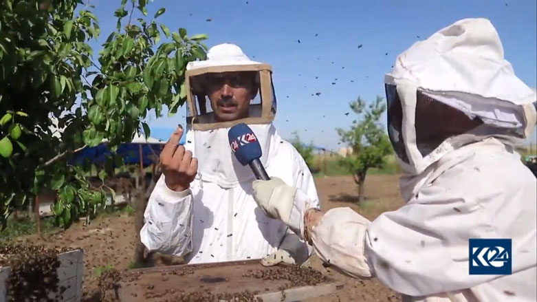 Xwedîkirina mêşên hingiv li Rojava ber bi kêmbûnê ve diçe 
