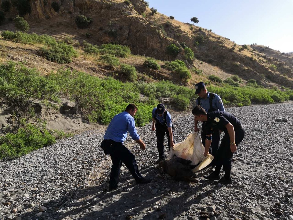كه‌لاكی بەرازێك لە كەنار زێی بچووك دۆزرایەوە