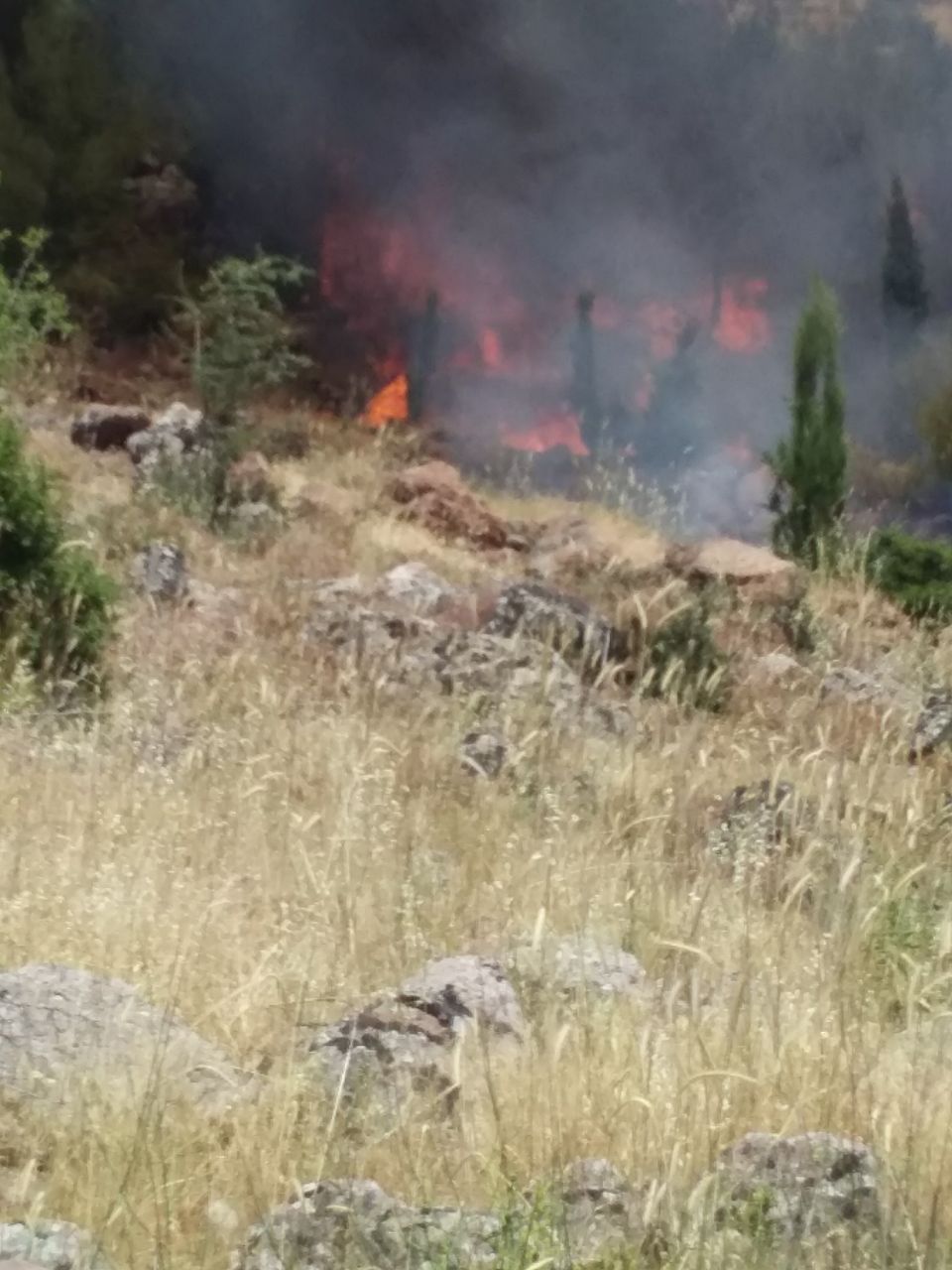 Agir bi çiya û darên Efrînê ket 