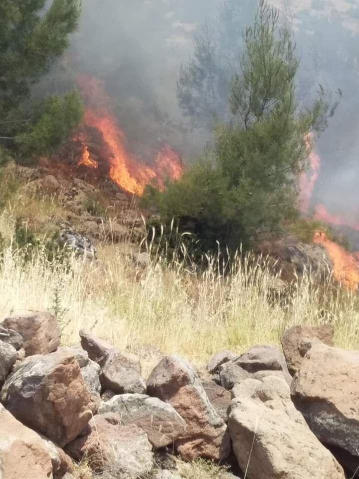 Agir bi çiya û darên Efrînê ket 