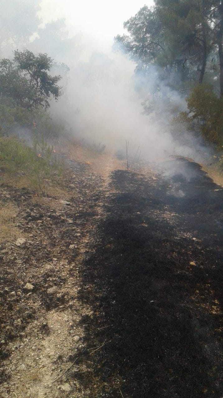 Agir bi çiya û darên Efrînê ket 