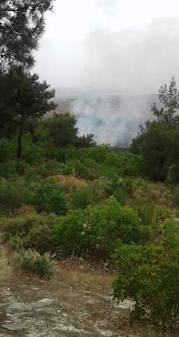 Agir bi çiya û darên Efrînê ket 