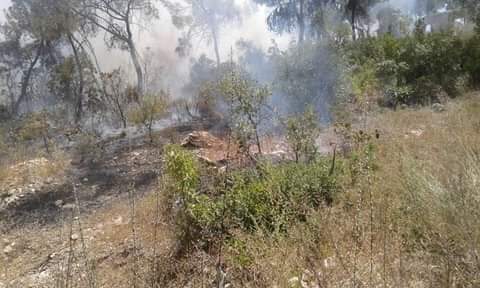 Agir bi çiya û darên Efrînê ket 