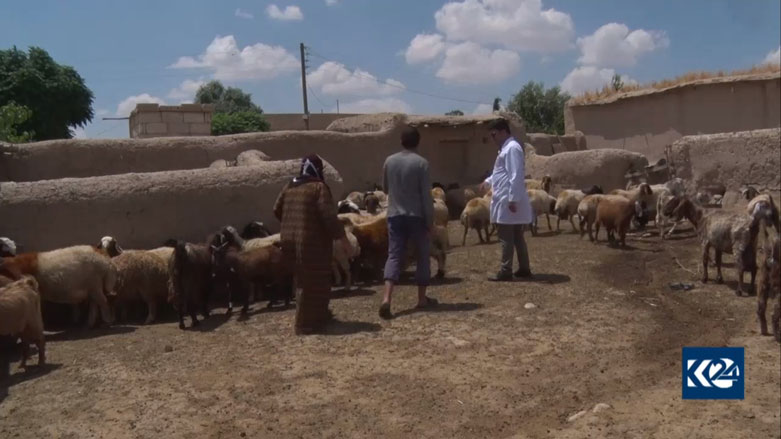 Li Rojava metirsî ji kêmbûna xwedîkirina pez heye