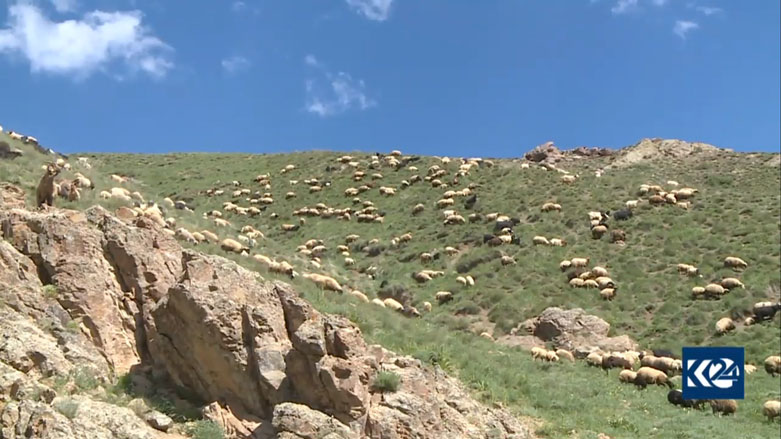 Koçer ber bi zozanan ve diçin