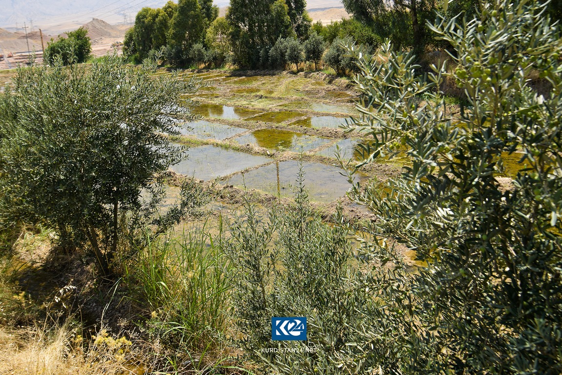 فۆتۆ ستۆری.. جووتيارانى ده‌ربه‌ندیخان سه‌رقاڵی مه‌ره‌زه‌كردنن