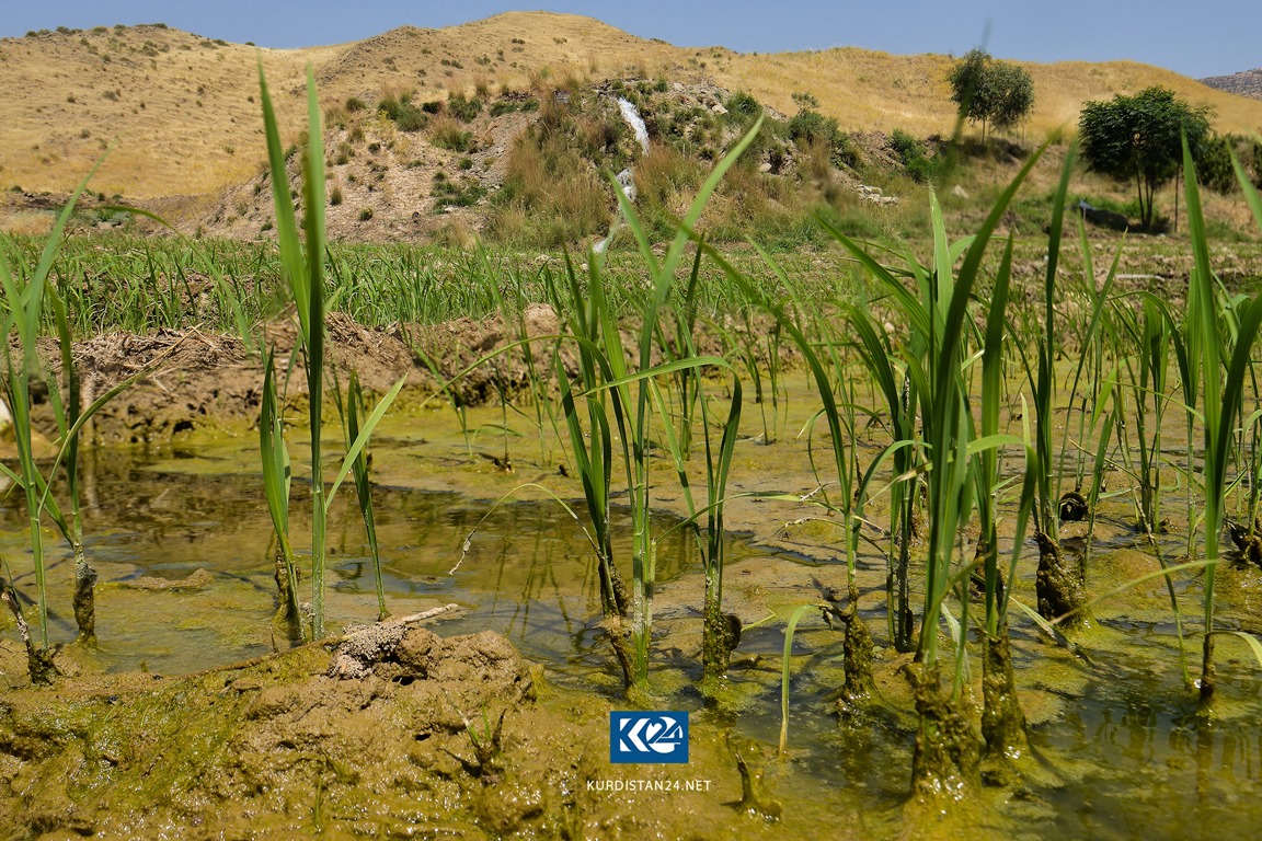 فۆتۆ ستۆری.. جووتيارانى ده‌ربه‌ندیخان سه‌رقاڵی مه‌ره‌زه‌كردنن