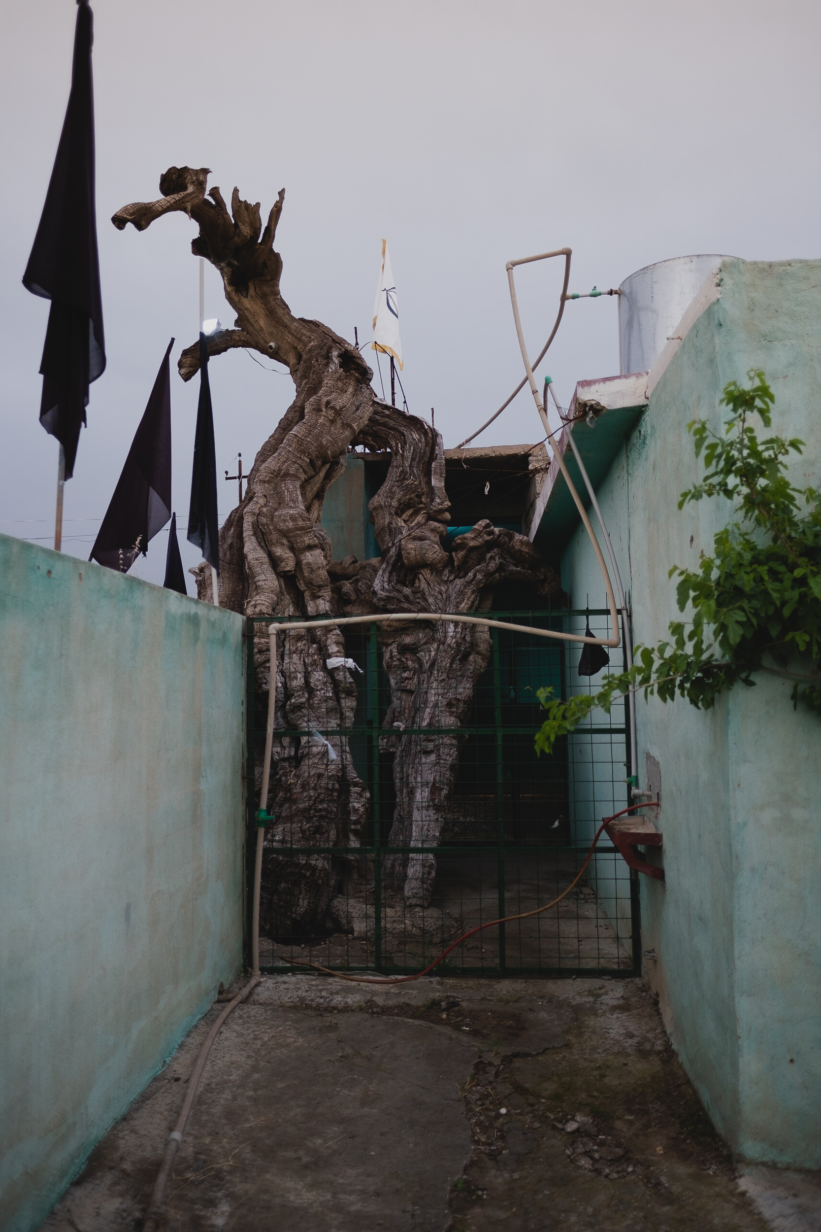 An old tree, now dead, is still cherished near the entrance to the shrine. (Photo: Kurdistan 24/Levi Clancy)
