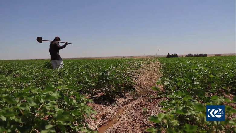 Çandina Pembo sal bi sal li Rojava kêm dibe