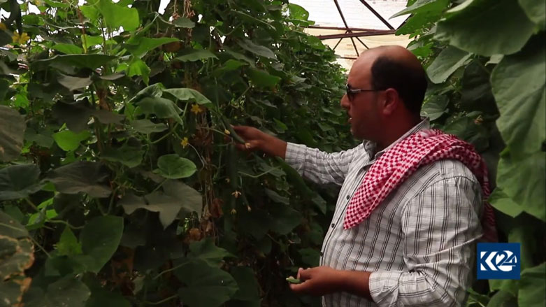 Berhemên çandiniya pêşwext bi nirxên guncaw dadikeve bazarên Rojava  