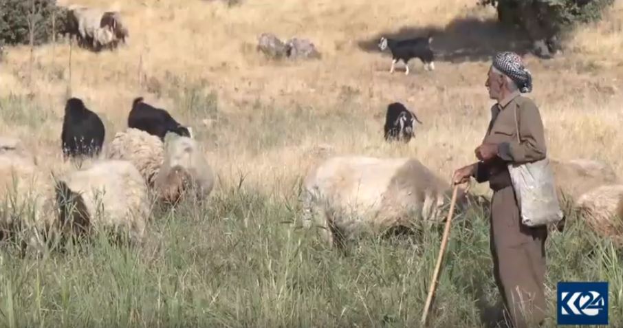 Şerê PKK û Tirkiyê zîyaneke mezin gihandîye jîyan û jîyara gundîyên başûr