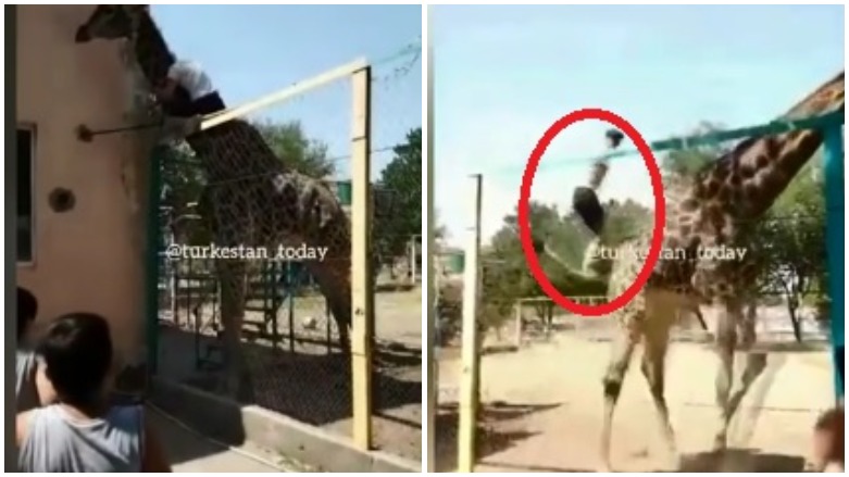 پیاوێکی سەرخۆش زەڕافەیەکی لێ دەبێتە ئەسپ