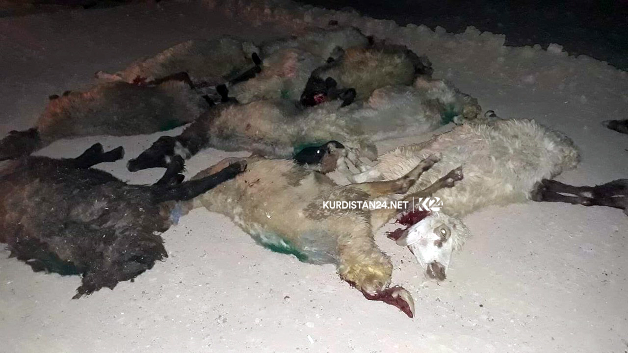 لە رووداوێكی ھاتووچۆدا لە گەرمیان 20 سەر مەڕ مردار بوونەوە