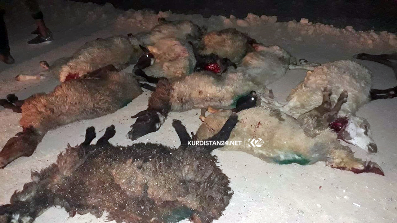 لە رووداوێكی ھاتووچۆدا لە گەرمیان 20 سەر مەڕ مردار بوونەوە