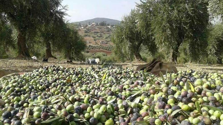 له‌ عه‌فرین گرووپێكی چه‌كدار ده‌ستی به‌سه‌ر به‌رهه‌می باخه‌كانی زه‌یتووندا گرتووه‌