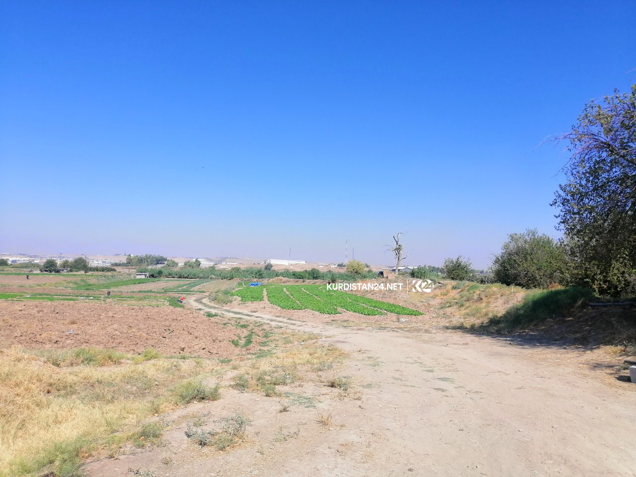 ئەو كێڵگانە دادەخرێن كە بە ئاوی پیس سەوزە و میوە بەرھەمدێنن