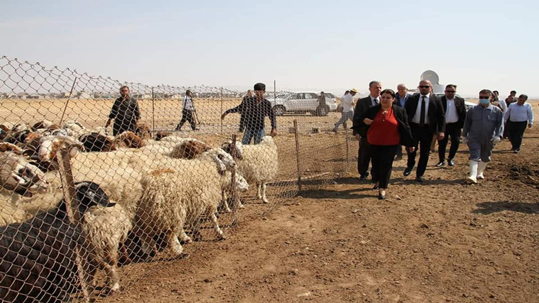 هەڵمەتی شوشتنی ئاژەڵ لە ھەرێمی كوردستان دەست پێدەكات 