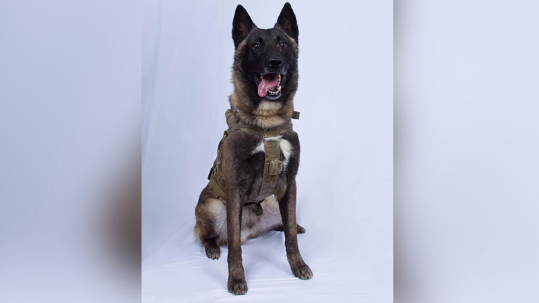 انتشار عکس سگی که در عملیات کشتن رهبر داعش شرکت کرد 