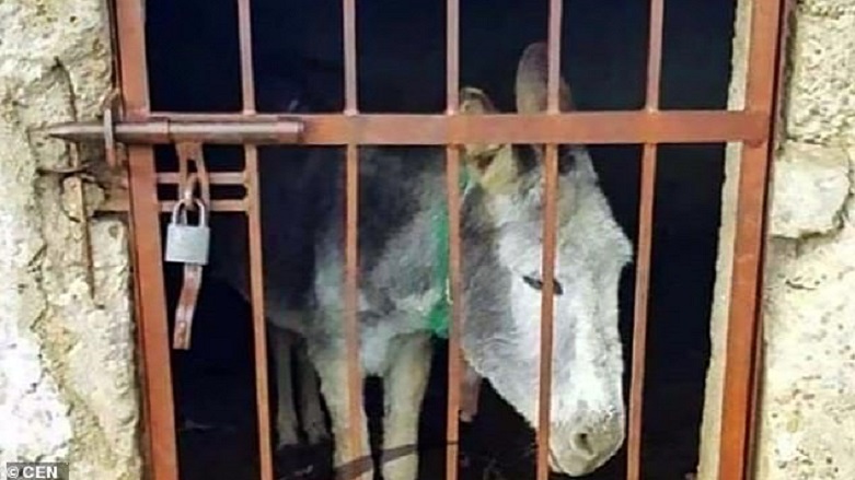 گوێدرێژێک لە مەکسیک زیندانیی دەکرێت