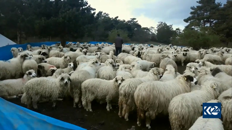 Li Sînopê çîroka zozanvanên Kurd
