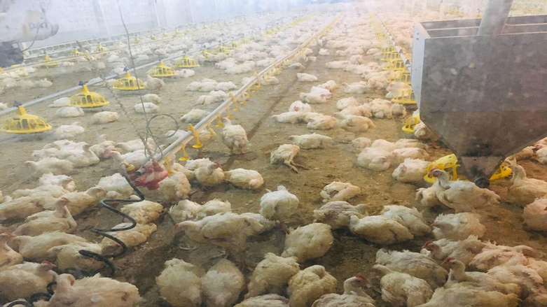 نزیكەی 4 ھەزار مریشک لە دوكان مردار بوون