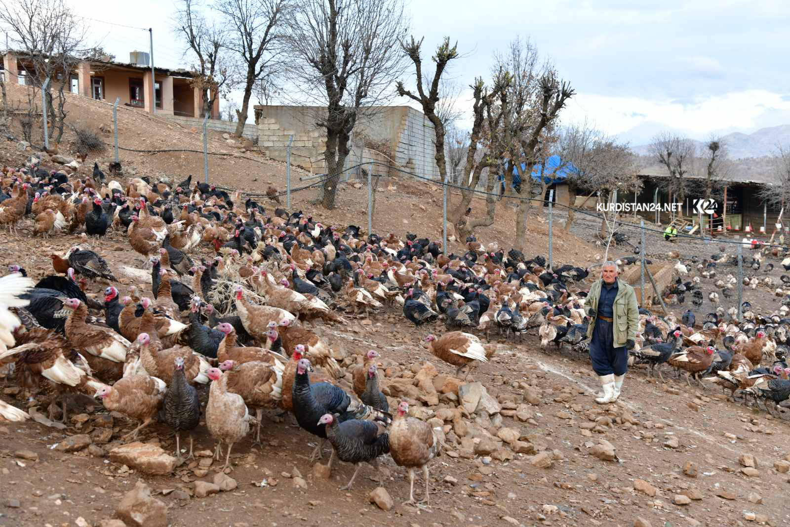 بەخێوكردنی قەل دەبێتە سەرچاوەی سەرەكی بژێوی ژیانی خێزانێك