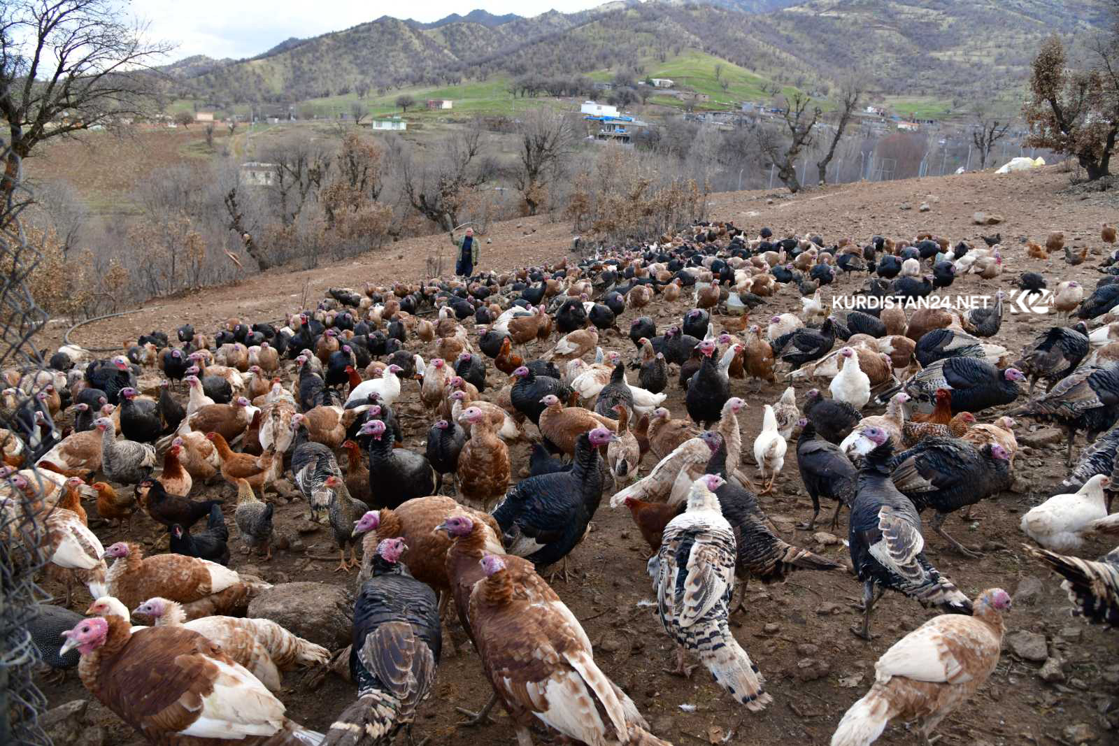 بەخێوكردنی قەل دەبێتە سەرچاوەی سەرەكی بژێوی ژیانی خێزانێك