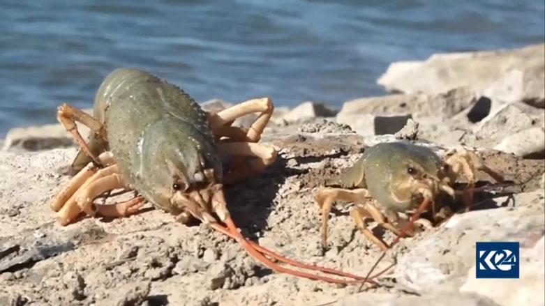 Ajalên nû li gola Wanê peyda bûne û li ser masiyan metirsî ne
