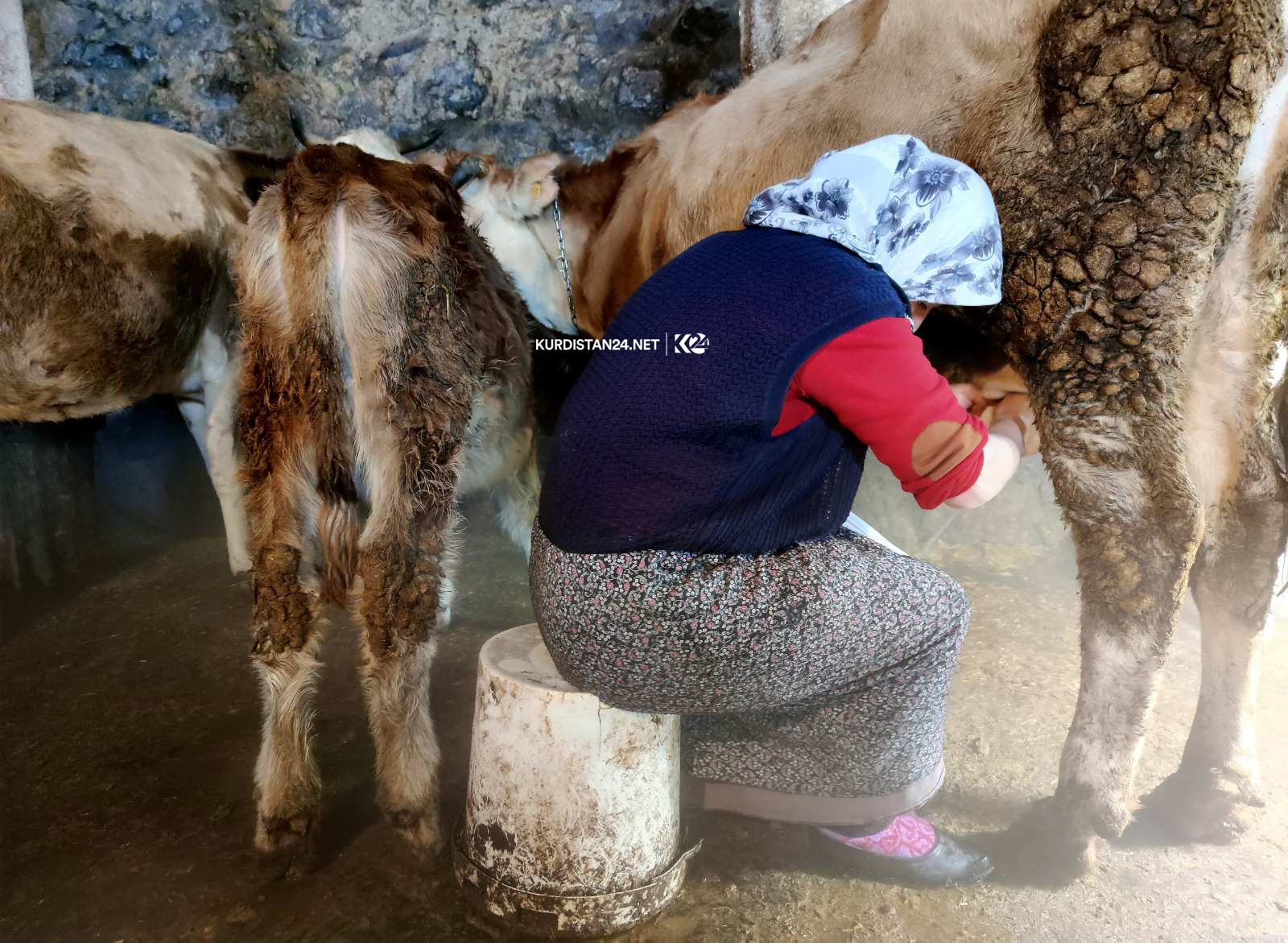 بە وێنە... ئاژەڵداری لە باكووری كوردستان