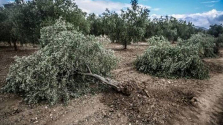 Grûpên çekdar bi hezaran darên Efrînê qut dikin 