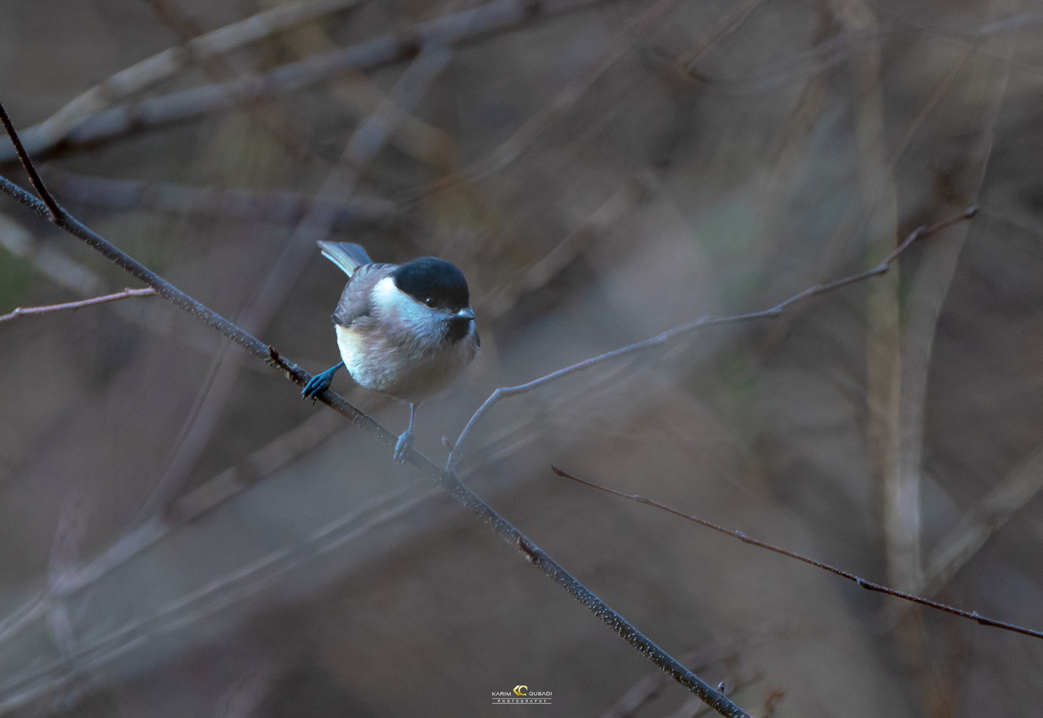  فۆتۆگرافەرێكی كورد 