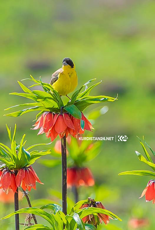 بالصور | بالكايتي تحبس الأنفاس وترسم لوحة بديعة في كوردستان
