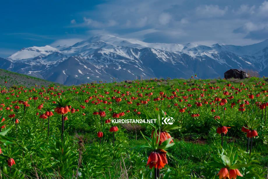 بالصور | بالكايتي تحبس الأنفاس وترسم لوحة بديعة في كوردستان