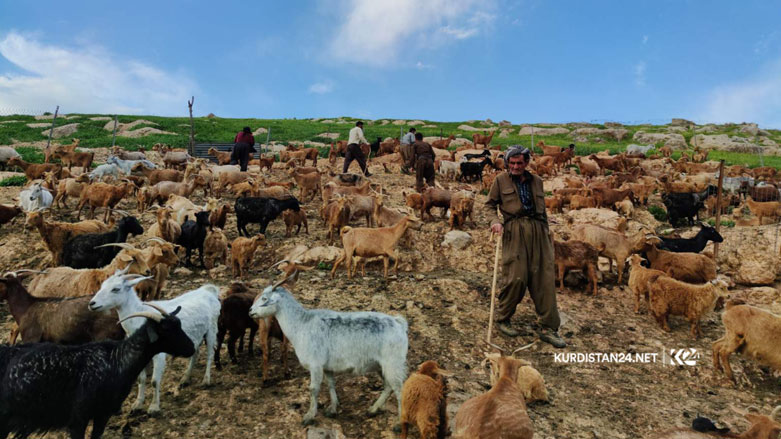 بزنی مەرەز